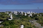 Northern royal albatross | Toroa. Courting group (gam) of pre-breeders. Forty Fours, Chatham Islands, December 2009. Image © Mark Fraser by Mark Fraser.