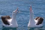 Northern royal albatross | Toroa. Two adults displaying on the water. Kaikoura pelagic, November 2015. Image © David Brooks by David Brooks.