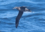 Black-footed albatross. Adult. West of Channel Islands, California, April 2011. Image © Alexander Viduetsky by Alexander Viduetsky.