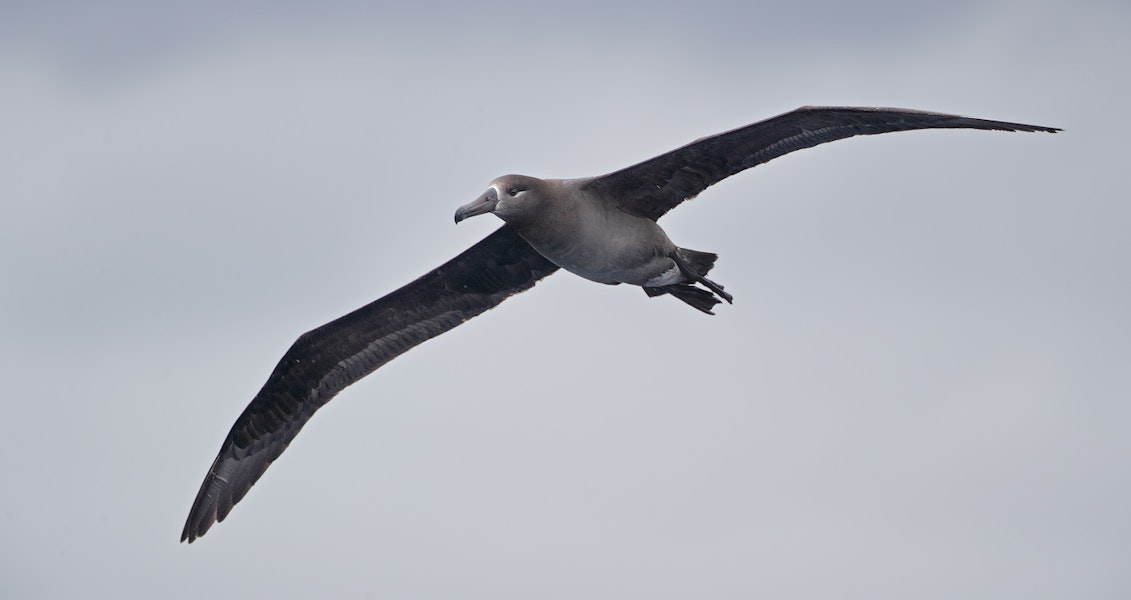 Black-footed albatross. Adult in flight. Tori-shima, Japan, April 2019. Image © Ian Wilson by Ian Wilson.