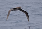 Black-footed albatross. Adult in flight. Tori-shima, Japan, April 2019. Image © Ian Wilson by Ian Wilson.