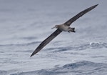 Black-footed albatross. Adult in flight. Tori-shima, Japan, April 2019. Image © Ian Wilson by Ian Wilson.