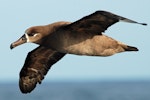 Black-footed albatross. Adult in flight, ventral. Tori-shima, Japan, April 2009. Image © Nigel Voaden by Nigel Voaden.