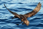 Black-footed albatross. Adult landing on water, dorsal. Tori-shima, Japan, April 2009. Image © Nigel Voaden by Nigel Voaden.