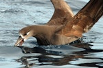 Black-footed albatross. Adult on water. Tori-shima, Japan, April 2009. Image © Nigel Voaden by Nigel Voaden.