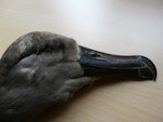 Black-footed albatross. Reischek Vienna Museum specimen NMW4470. Dusky Sound, Fiordland, July 1884. Image © Alan Tennyson by Alan Tennyson.