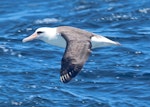 Laysan albatross. Adult. West of Channel Islands, California, April 2011. Image © Alexander Viduetsky by Alexander Viduetsky.