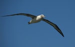 Laysan albatross. Adult. Kauai, Hawaii, March 2011. Image © Gordon Petersen by Gordon Petersen.