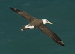 Laysan albatross. Adult. Kauai, Hawaii, March 2011. Image © Gordon Petersen by Gordon Petersen.