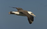 Laysan albatross. Adult. Kauai, Hawaii, March 2011. Image © Gordon Petersen by Gordon Petersen.