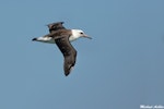 Laysan albatross. First year male. Tofino, British Columbia, September 2014. Image © Michael Ashbee by Michael Ashbee.