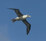 Laysan albatross. Adult, note leg tag. Kauai, Hawaii, March 2011. Image © Gordon Petersen by Gordon Petersen.