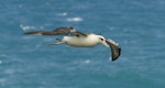 Laysan albatross. Adult. Kauai, Hawaii, March 2011. Image © Gordon Petersen by Gordon Petersen.