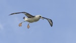 Laysan albatross. Adult. Kauai, Hawaii, March 2011. Image © Gordon Petersen by Gordon Petersen.