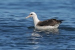 Laysan albatross. First year male. Tofino, British Columbia, September 2014. Image © Michael Ashbee by Michael Ashbee.