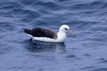 Laysan albatross. Adult at sea (first New Zealand record). Off Hawke Bay, December 1995. Image © Peter Langlands by Peter Langlands.