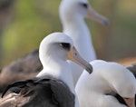 Laysan albatross. Adults at colony. Hawai`i - Island of Kaua`i, January 2010. Image © Jim Denny by Jim Denny.