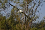 Laysan albatross. Breeding adult in flight. Hawai`i - Island of Kaua`i, February 2010. Image © Jim Denny by Jim Denny.