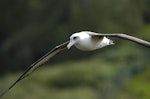 Laysan albatross. Adult in flight near colony. Hawai`i - Island of Kaua`i, January 2010. Image © Jim Denny by Jim Denny.