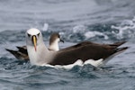 Atlantic yellow-nosed mollymawk. Adult (great shearwater in background). Off Cape of Good Hope, South Africa, October 2015. Image © Geoff de Lisle by Geoff de Lisle.