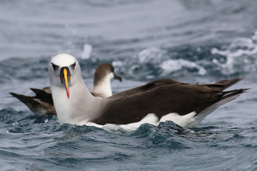 Atlantic yellow-nosed mollymawk. Adult (great shearwater in background). Off Cape of Good Hope, South Africa, October 2015. Image © Geoff de Lisle by Geoff de Lisle.