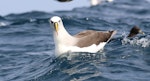 Atlantic yellow-nosed mollymawk. Adult. Off Cape of Good Hope, South Africa, October 2015. Image © Geoff de Lisle by Geoff de Lisle.