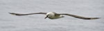 Atlantic yellow-nosed mollymawk. Adult in flight. Tristan da Cunha, March 2016. Image © Gordon Petersen by Gordon Petersen.