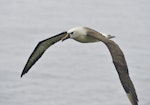 Atlantic yellow-nosed mollymawk. Adult in flight. Tristan da Cunha, March 2016. Image © Gordon Petersen by Gordon Petersen.