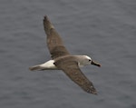 Atlantic yellow-nosed mollymawk. Adult in flight. Tristan da Cunha, March 2016. Image © Gordon Petersen by Gordon Petersen.