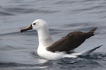 Atlantic yellow-nosed mollymawk. Adult. Perth Canyon pelagic, Western Australia, August 2016. Image © William Betts 2016 birdlifephotography.org.au by William Betts.