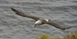 Atlantic yellow-nosed mollymawk. Adult in flight. Tristan da Cunha, March 2016. Image © Gordon Petersen by Gordon Petersen.