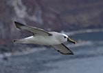 Atlantic yellow-nosed mollymawk. Adult in flight. Tristan da Cunha, March 2016. Image © Gordon Petersen by Gordon Petersen.