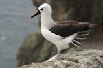 Atlantic yellow-nosed mollymawk. Adult. Forty Fours, Chatham Islands, December 2016. Image © David Boyle by David Boyle.