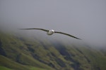 Atlantic yellow-nosed mollymawk. Adult in flight. Tristan da Cunha, March 2016. Image © Gordon Petersen by Gordon Petersen.