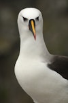 Atlantic yellow-nosed mollymawk. Adult. Forty Fours, Chatham Islands, December 2016. Image © David Boyle by David Boyle.