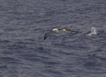 Atlantic yellow-nosed mollymawk. Adult in flight. Near Tristan da Cunha, February 2009. Image © Colin Miskelly by Colin Miskelly.