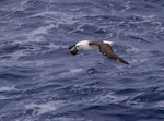 Atlantic yellow-nosed mollymawk. Adult in flight. Near Tristan da Cunha, February 2009. Image © Colin Miskelly by Colin Miskelly.