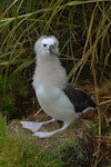 Atlantic yellow-nosed mollymawk. Chick on nest. Nightingale Island, March 2016. Image © Gordon Petersen by Gordon Petersen.