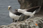 Atlantic yellow-nosed mollymawk. Adult (on right) displaying to adult northern Buller's mollymawk. Forty Fours, Chatham Islands, December 2016. Image © David Boyle by David Boyle.