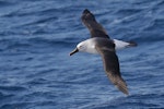 Indian Ocean yellow-nosed mollymawk. Adult in flight. Port Fairy pelagic, Victoria, August 2017. Image © Con Duyvestyn 2017 birdlifephotography.org.au by Con Duyvestyn.