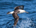 Indian Ocean yellow-nosed mollymawk. Adult in flight. Sydney pelagic, April 2015. Image © Imogen Warren by Imogen Warren.