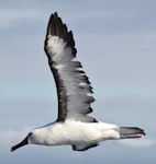 Indian Ocean yellow-nosed mollymawk. Adult in flight. Sydney pelagic, April 2015. Image © Imogen Warren by Imogen Warren.