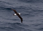 Indian Ocean yellow-nosed mollymawk. Adult in flight, dorsal. South of St Paul Island, Southern Indian Ocean, January 2016. Image © Colin Miskelly by Colin Miskelly.