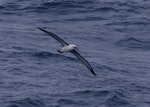 Indian Ocean yellow-nosed mollymawk. Adult in flight, ventral. South of St Paul Island, Southern Indian Ocean, January 2016. Image © Colin Miskelly by Colin Miskelly.