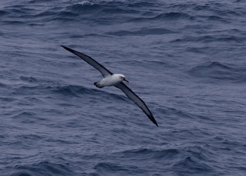 Indian Ocean yellow-nosed mollymawk. Adult in flight, ventral. South of St Paul Island, Southern Indian Ocean, January 2016. Image © Colin Miskelly by Colin Miskelly.