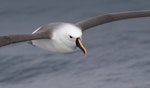 Indian Ocean yellow-nosed mollymawk. Adult in flight. Port Fairy pelagic, Victoria, about 50 km offshore, July 2019. Image © Ian Wilson 2019 birdlifephotography.org.au by Ian Wilson.