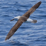 Indian Ocean yellow-nosed mollymawk. Adult in flight. Port Fairy pelagic, Victoria, October 2016. Image © Stephen Garth 2016 birdlifephotography.org.au by Stephen Garth.