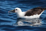 Indian Ocean yellow-nosed mollymawk. Adult on water. Sydney pelagic, April 2015. Image © Imogen Warren by Imogen Warren.