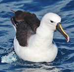 Indian Ocean yellow-nosed mollymawk. Adult on water. Sydney pelagic, April 2015. Image © Imogen Warren by Imogen Warren.