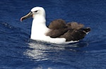 Indian Ocean yellow-nosed mollymawk. Adult. Port MacDonnell pelagic, South Australia, March 2015. Image © John Fennell by John Fennell.